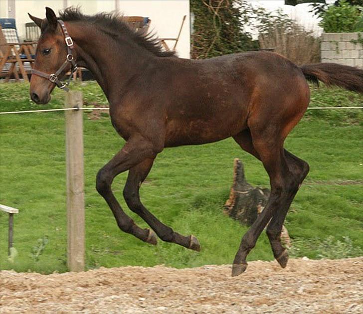 Dansk Varmblod Rosiana-Dea billede 6