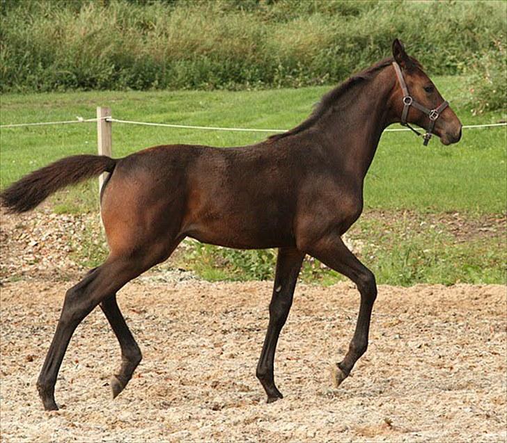 Dansk Varmblod Rosiana-Dea billede 7