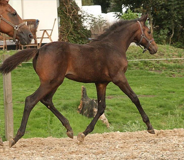 Dansk Varmblod Rosiana-Dea billede 8