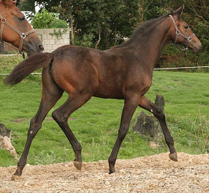 Dansk Varmblod Rosiana-Dea billede 9