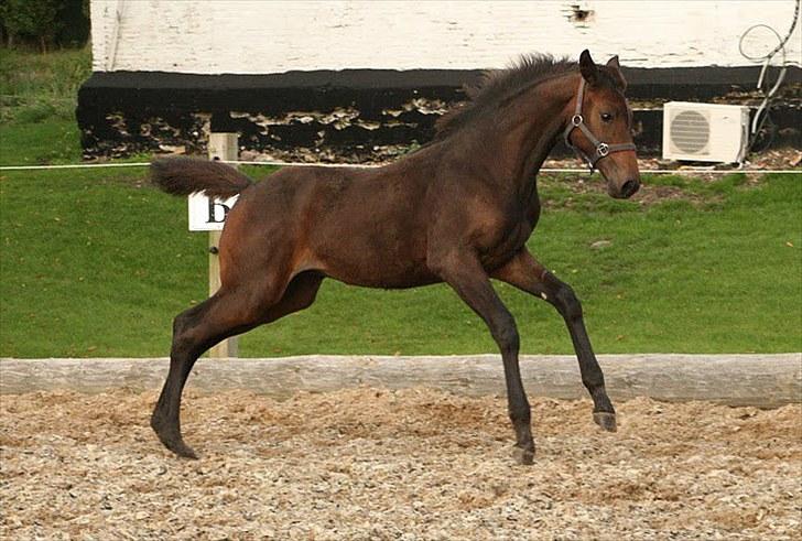 Dansk Varmblod Rosiana-Dea billede 10