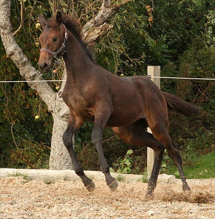 Dansk Varmblod Rosiana-Dea billede 11