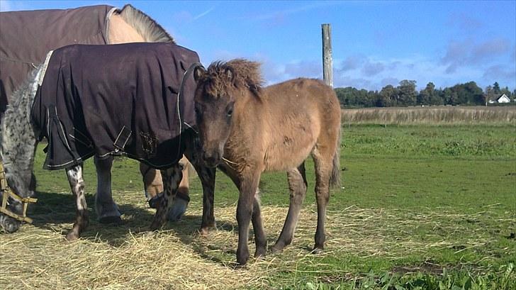 Anden særlig race fiona thybo billede 1