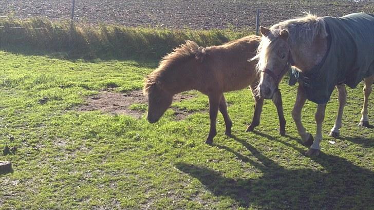 Anden særlig race fiona thybo billede 2