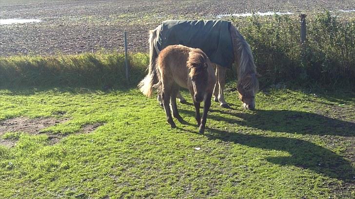 Anden særlig race fiona thybo billede 3