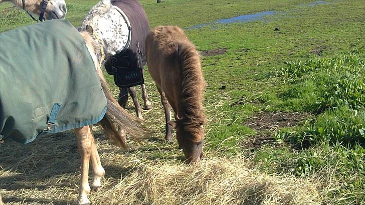 Anden særlig race fiona thybo billede 4