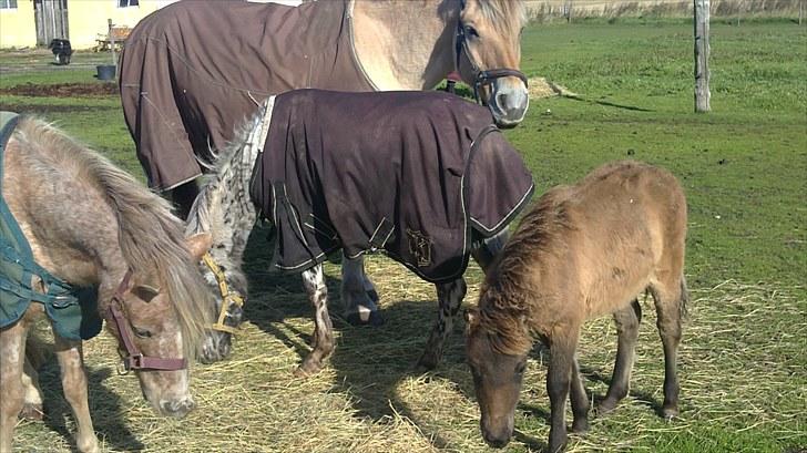 Anden særlig race fiona thybo billede 5