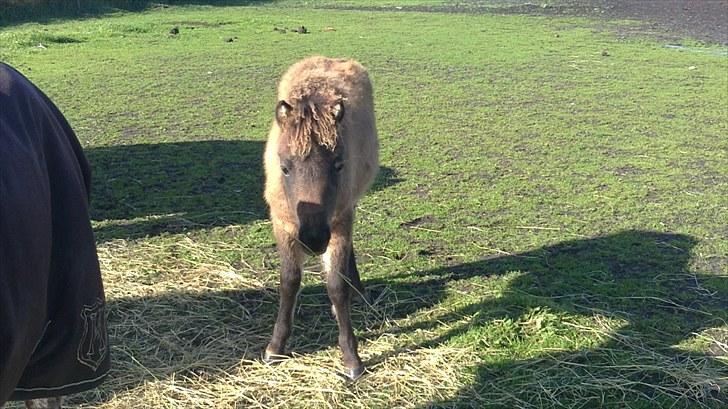 Anden særlig race fiona thybo billede 6