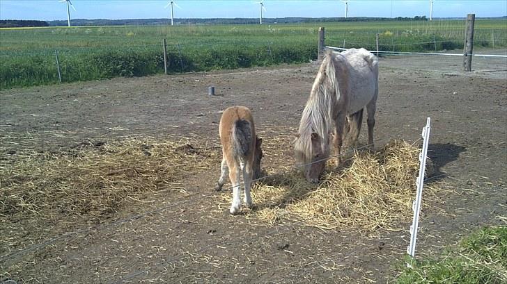 Anden særlig race fiona thybo billede 8
