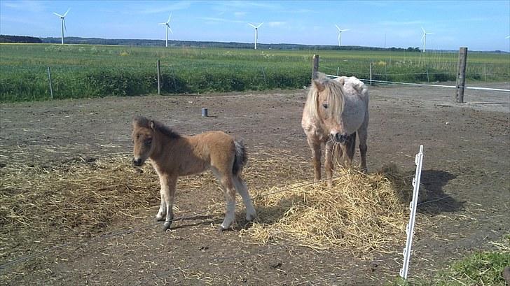 Anden særlig race fiona thybo billede 9