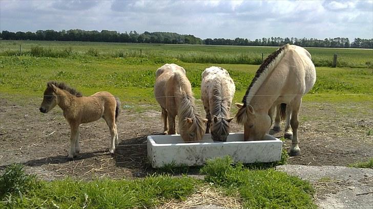 Anden særlig race fiona thybo billede 10