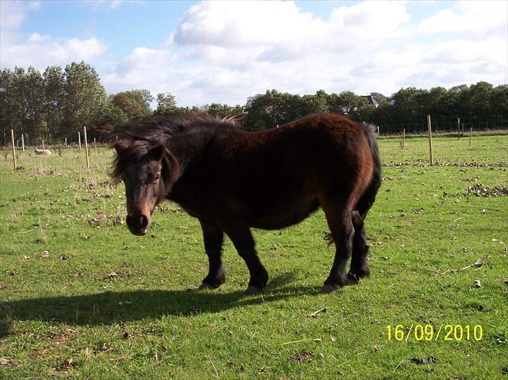 Shetlænder Tusindfryds lindsie billede 5