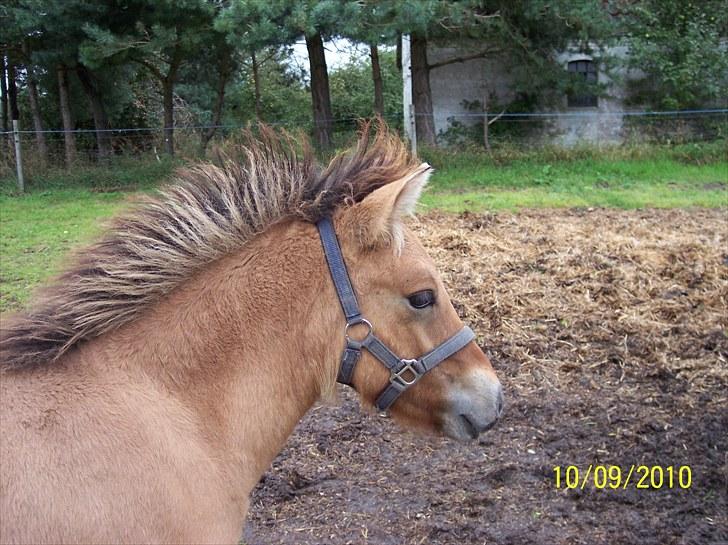 Anden særlig race Prins Knud billede 6