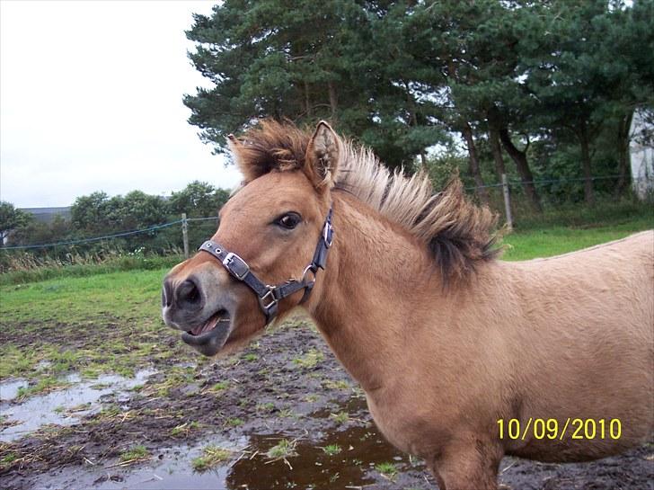 Anden særlig race Prins Knud billede 7