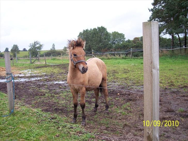 Anden særlig race Prins Knud billede 8