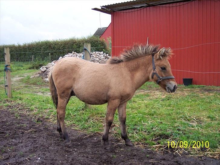 Anden særlig race Prins Knud billede 9