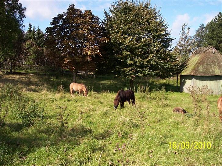 Anden særlig race Prins Knud billede 10