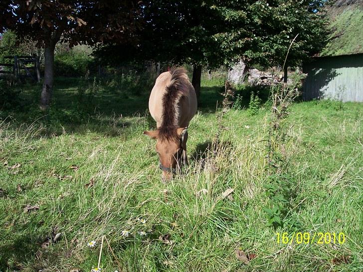 Anden særlig race Prins Knud billede 11