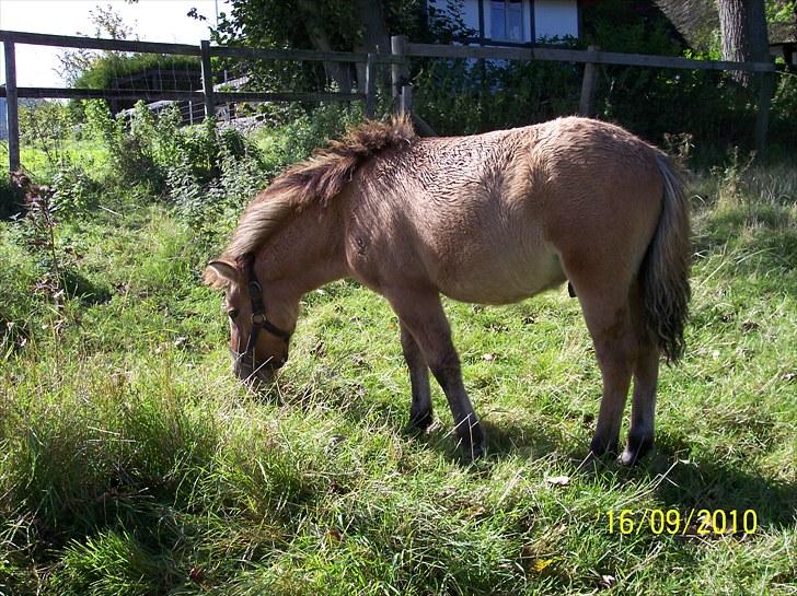 Anden særlig race Prins Knud billede 12