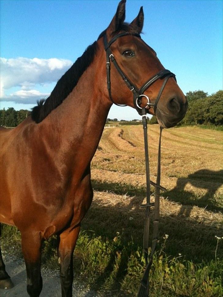 Dansk Varmblod Viekjærsvangs Mae West billede 16