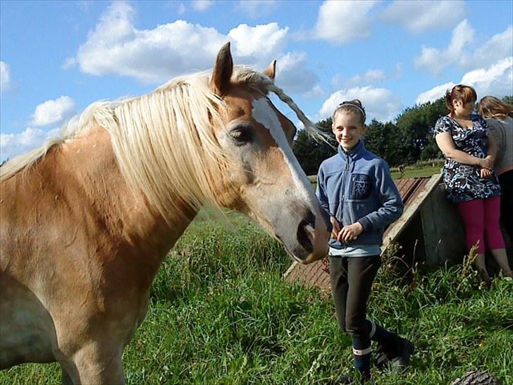 Haflinger Arion -  gl. part - billede 8