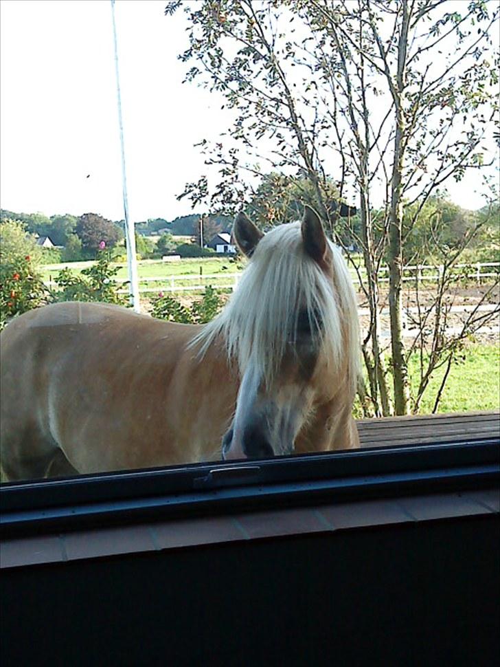 Haflinger Arion -  gl. part - billede 9