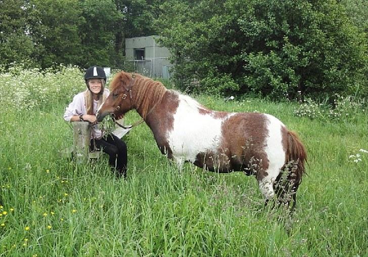 Shetlænder Logan. ~ En tid, et savn.  - like in a dream. billede 1