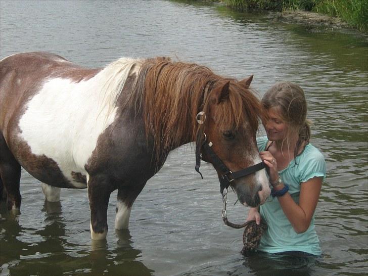 Shetlænder Logan. ~ En tid, et savn.  - jeg elsker dig ret så meget logge! :* dit lille nussehoved ;* - youandme. billede 5