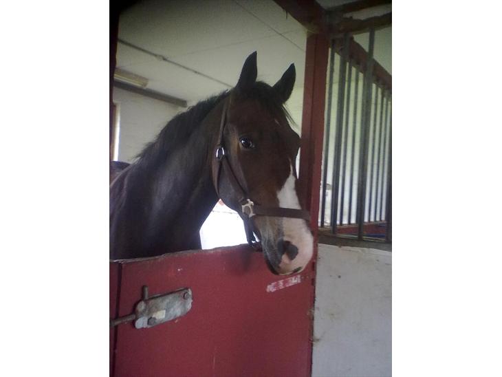 {{currentPhoto.altText}} billede {{currentPhoto.number}}