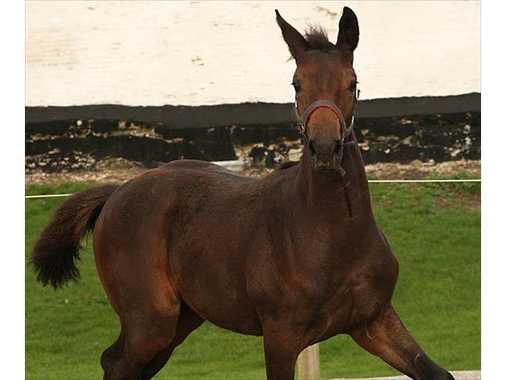 {{currentPhoto.altText}} billede {{currentPhoto.number}}