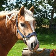 Haflinger Asterix - Gamle part 2010