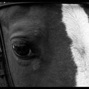 Anden særlig race Chanell *;<3 