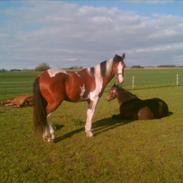 Anden særlig race kisserupgårds hannibald