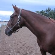 Anden særlig race Zeus