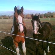 Anden særlig race kisserupgårds hannibald