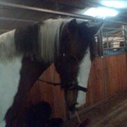 Anden særlig race kisserupgårds hannibald