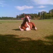 Anden særlig race kisserupgårds hannibald