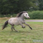 Welsh Mountain (sec A) Mariks Peredur