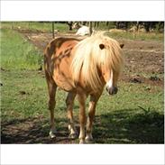 Anden særlig race musti *gammel part*