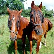 Anden særlig race Jupiter