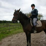 Dansk Varmblod Landlysts Schufo