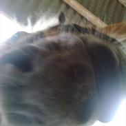 Islænder Máni *Passede ;s*