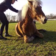 Islænder Máni *Passede ;s*