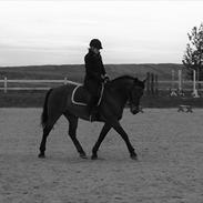 Anden særlig race Laredo<3