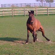 Anden særlig race Laredo<3