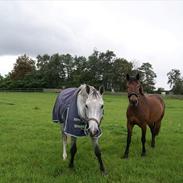 Anden særlig race Laredo<3