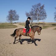 Anden særlig race Laredo<3