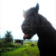 Islænder Fáni fra Ladelund