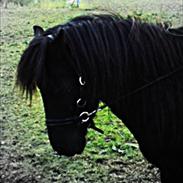 Islænder Fáni fra Ladelund