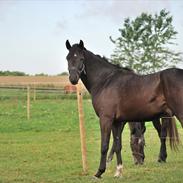 Anden særlig race Argumento